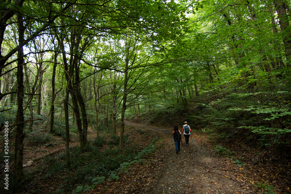Obraz premium walk in the forest