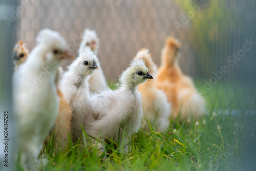 Фотография Happy silkie chicks sustainably raised in free range chicken coop