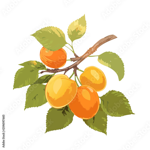 Ripe Apricot Branch