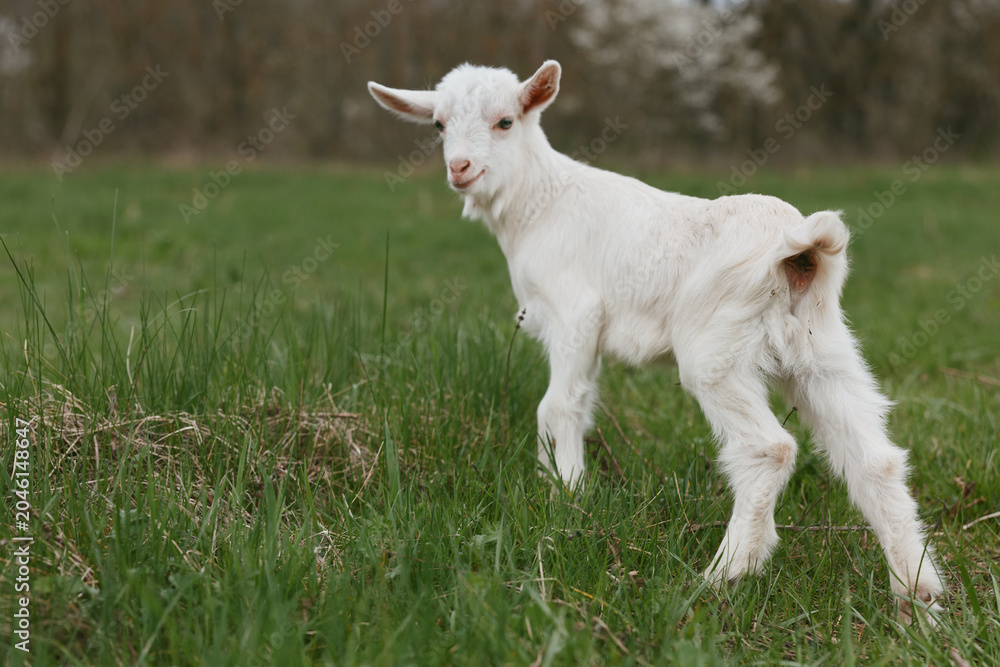 Fototapeta premium Goat kid standing in a grassy field, curious and alert, outdoors in a rural landscape, capturing a simple countryside moment with natural light and calm, wholesome mood.