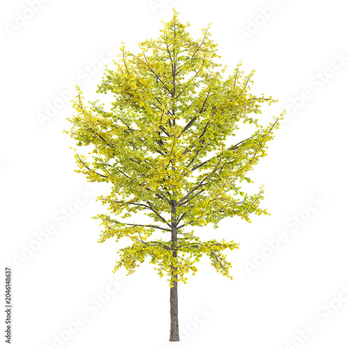 Isolated Ginkgo plant on transparent canvas
