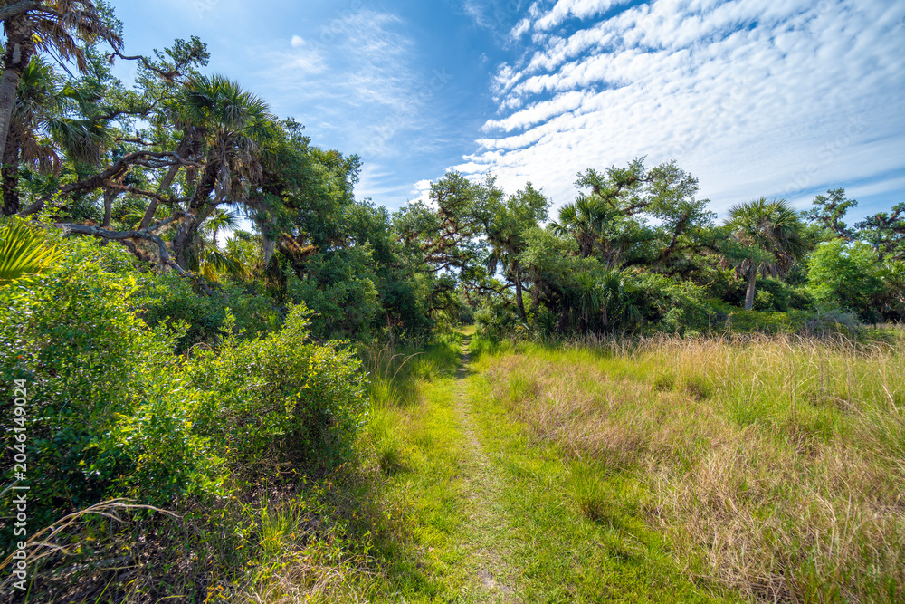 Fototapeta premium Florida jungle trail with narrow walking path through green palm rainforest and wild vegetation in southern USA