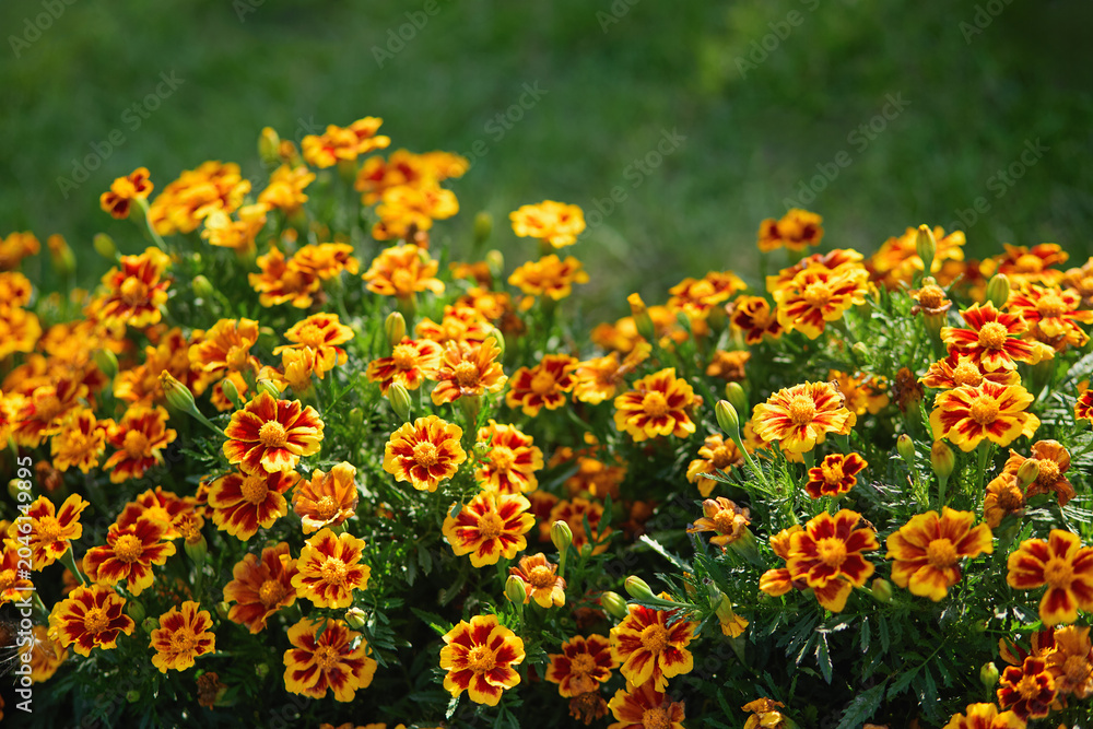 Obraz premium Orange and yellow garden flowers blooming in a lush bed