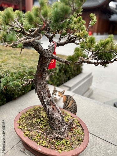 Canvas Print Curious Cat Peeking Behind Bonsai Tree at Traditional Temple in Shanghai, China