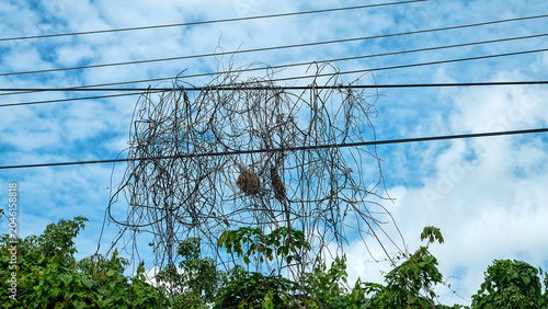 Canvastavla The liana entangled the electrical wires and dried up, but a weaver bird built a nest inside