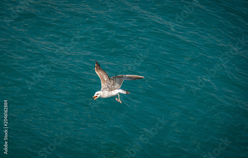 Foto A seagull flying with food in its beak