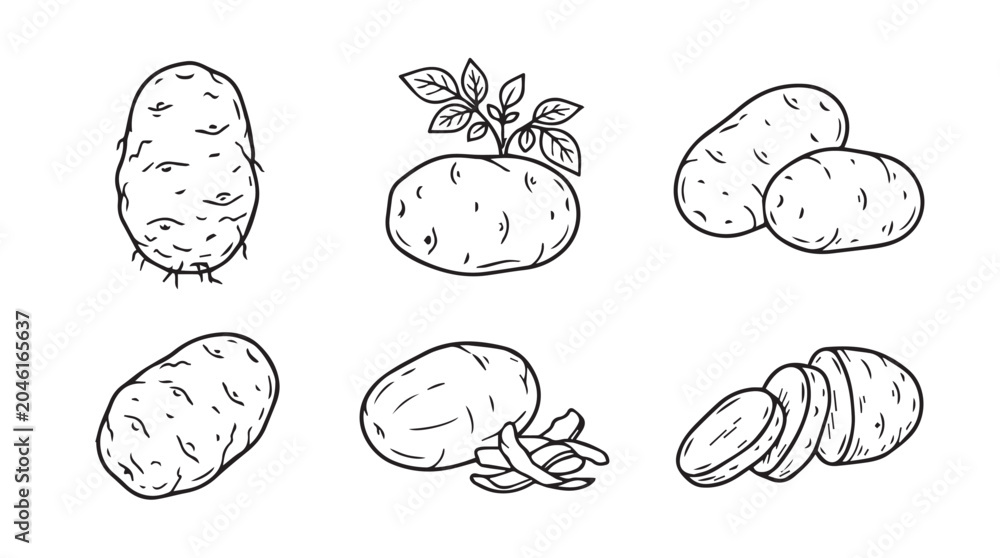 Obraz premium Hand drawn potato plant and sliced potato illustrations with vegetable ingredient agriculture vegetarian handdrawn illustration monochrome isolated collection culinary botanical