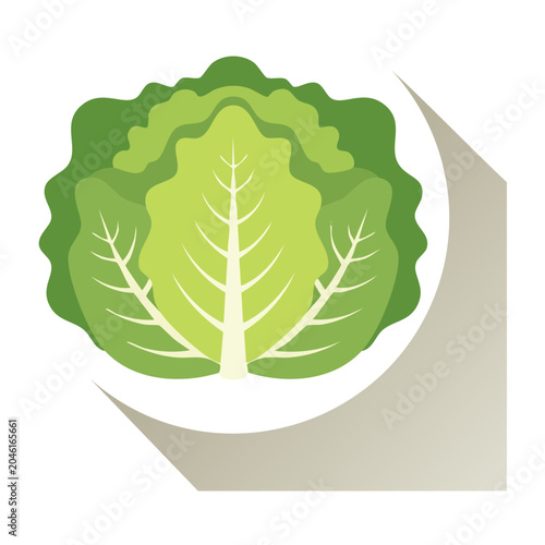 Flat design illustration of fresh green lettuce