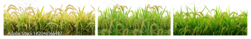 Panel kuchenny z motywem PNG Lush green rice field panorama, transparent background