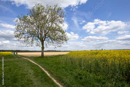 Countryside - Rocherfort - Yvelines - Ile-de-France - France