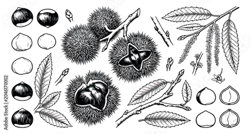 Картината върху платно Vintage chestnut botanical illustration set, hand drawn sweet chestnut nuts and