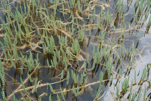 Grüner Tannenwedel (Hippuris vulgaris) im flachen Wasser eines Teichs im Sommer