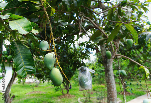 Fresh green mangoes hanging on a tree branch in an organic fruit orchard farm, agriculture concept.