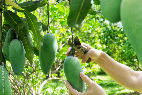 Close-up of gardener hands harvesting a big green mango from the tree branch with pruning shears in an orchard.