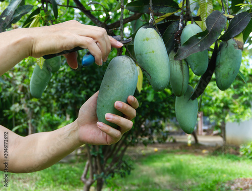 Gardener hands harvesting a fresh green mango from the tree using pruning shears in an orchard garden.