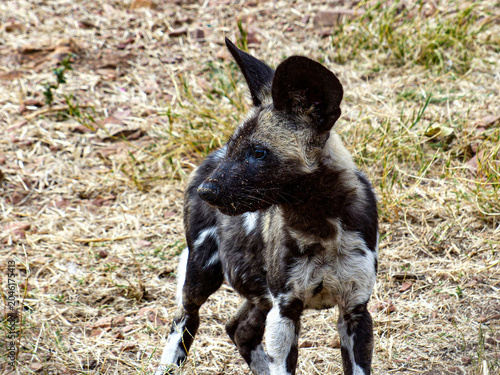 Bilde på lerret Young African Wild Dog At The Ann Van Dyk Cheetah Centre