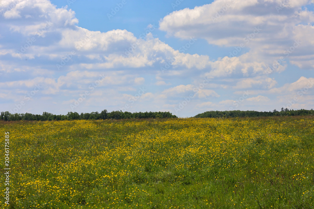 Obraz premium Majestic summer field, densely covered with yellow flowers, stretches to the dark forest line under a vast blue sky with large white clouds. This is a bright and harmonious nature scene, radiating war