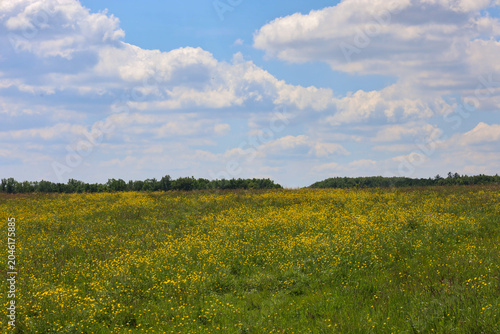 Konstfotografi Majestic summer field, densely covered with yellow flowers, stretches to the dark forest line under a vast blue sky with large white clouds