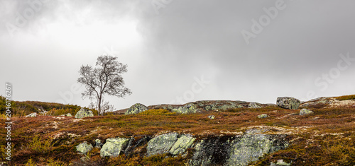 Fotografie Remote mountain solitude across rocky Haukeli plateau with isolated tree, tundra