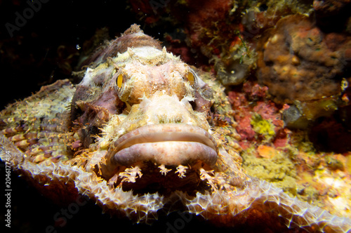 Foto Camouflaged scorpionfish resting on coral reef, Bohol Philippines