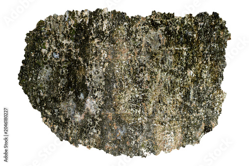 Photos Moss Covered Tree Bark Texture Piece with Natural Forest Surface Isolated on Tra