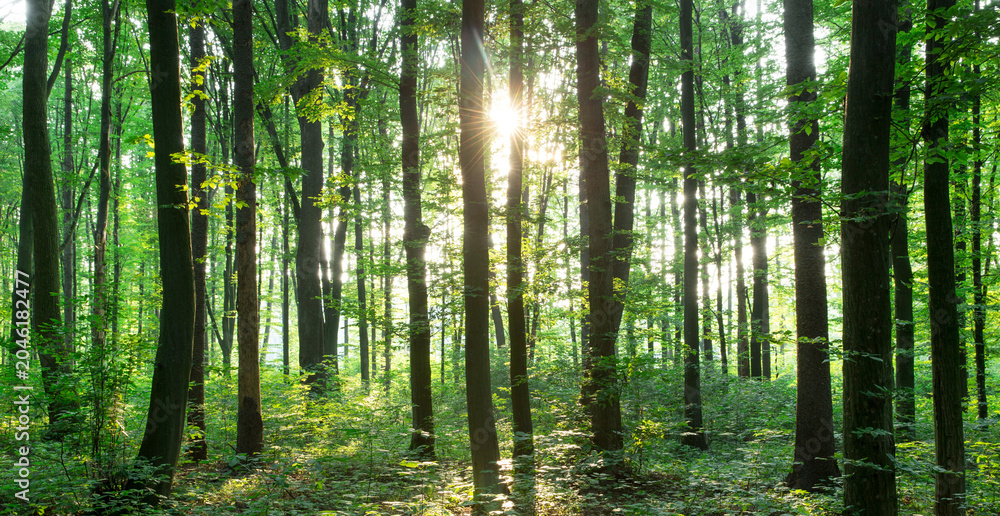 Fototapeta premium green Forest trees. nature green wood sunlight backgrounds