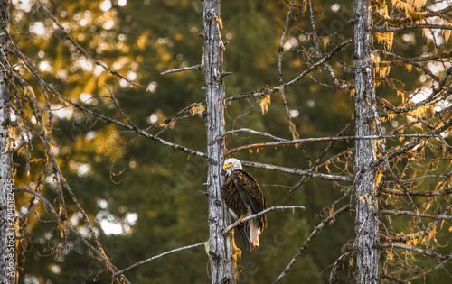 Bald Eagle On A Sunny Evening (Haliaeetus Leucocephalus)