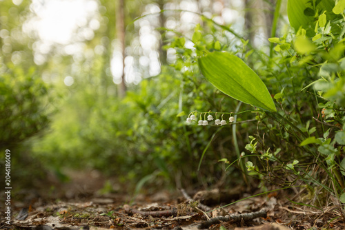 Bild auf Leinwand Convallaria majalis - May lily of the valley blooms with white bells and green leaves in the forest