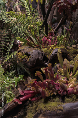 carnivorous plants with fern and moss