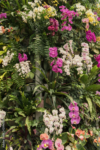 Phalaenopsis orchids in bloom white pink and magenta