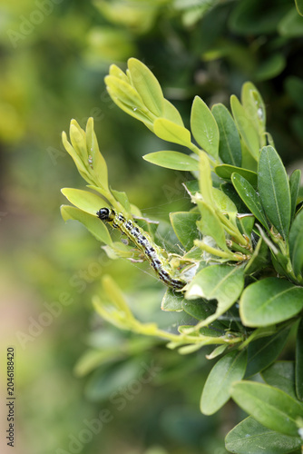 Box tree caterpillar garden pest on fresh green Buxus plant leaves vertical