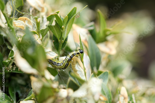 Photos Box tree caterpillar garden pest causing damage to Buxus plant leaves