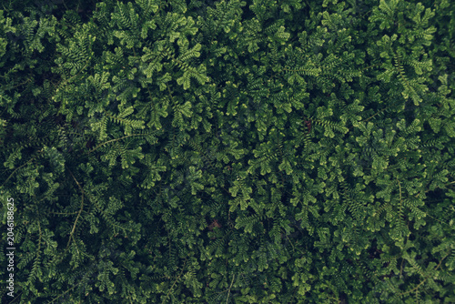Selaginella kraussiana background