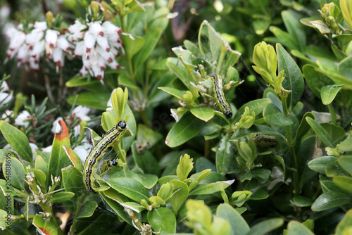 Foto Box tree caterpillars on Buxus plant leaves
