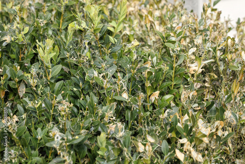 Foto Buxus plant defoliated by the box tree caterpillar garden pest