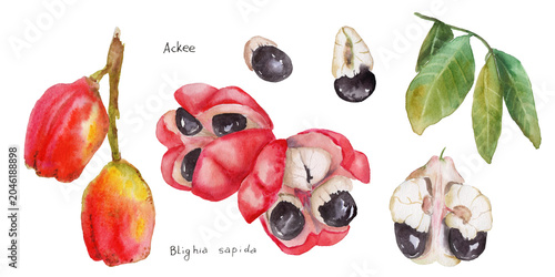 Hand-painted watercolor painting of ackee fruit Bligia sapida on paper using paints.