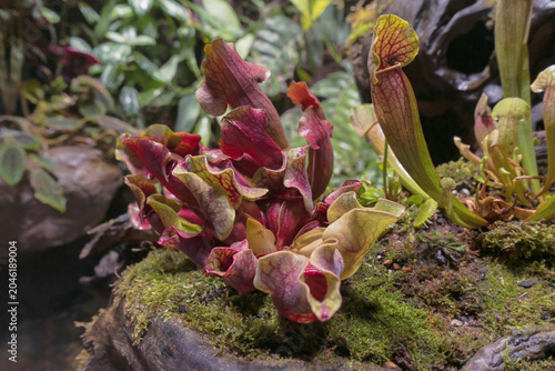The Mountain Sweet Pitcher Plant