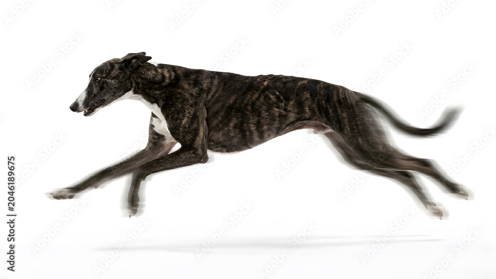 Fototapeta premium A fast brindle greyhound dog running and jumping with high speed and motion blur