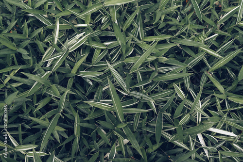 Variegated Broadleaf Bamboo