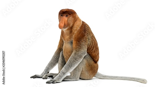 A male proboscis monkey sitting down and looking to the side