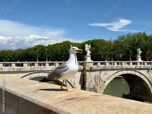 Close-up of a majestic white seagull in Rome against the blue sky