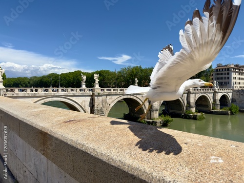 Seagull flying off a bridge handrail in Rome, Italy