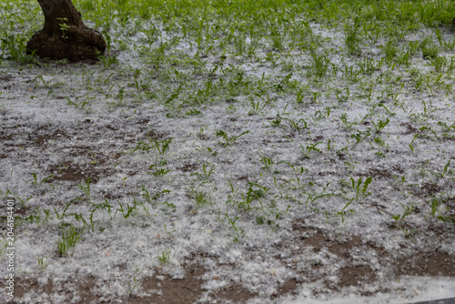 Obraz na plátně Thick white poplar fluff covering green grass on ground near tree trunk seasonal