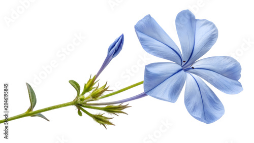 Plumbago flower with stem and bud on transparent background