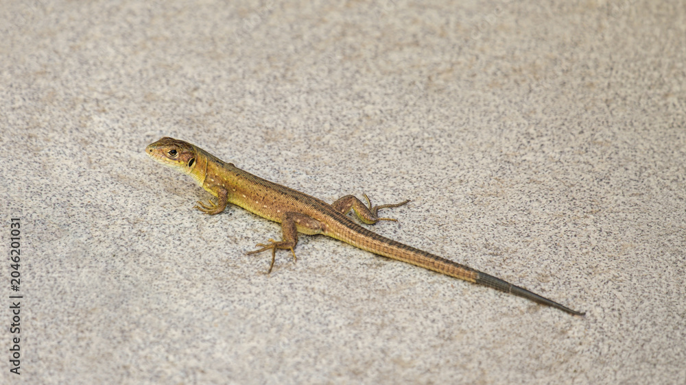 Photography Lizard moving across a grey surface during daytime