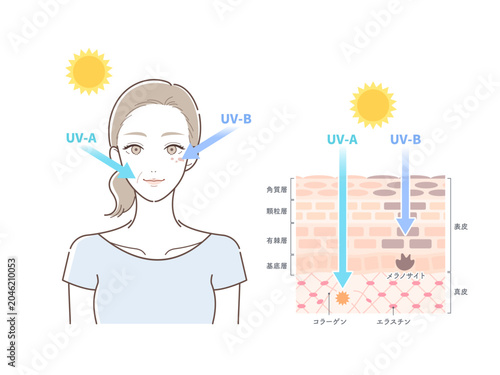 紫外線による肌への影響と皮膚構造のメカニズムイラスト（UV-A・UV-B・シミ・シワ・肌荒れ）
