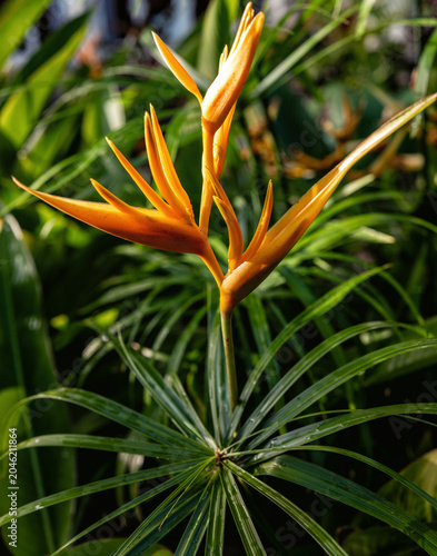 Foto Pastel Orange Tahitian Bird of Paradise Flower Against a Green Leaf Background
