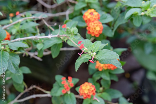 Pink lantana buds forming on fresh textured leaves. Young flower clusters for gentle garden background. Soft botanical detail of emerging ornamental blooms
