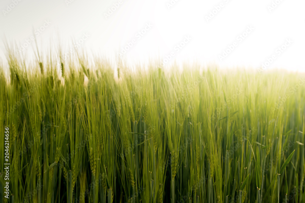 Obraz premium Wheat. A field with green ears of wheat. Agricultural industry. Planting and harvesting. 