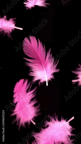 Pink feathers falling from top on black background